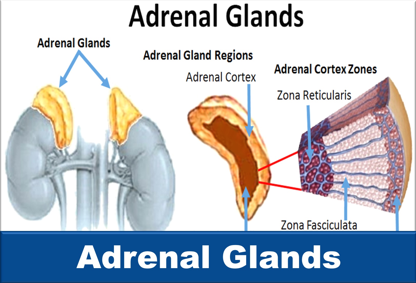anxiety and adrenal gland