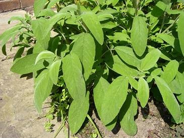 Anticancer Actions of Salvia officinalis | Your Hormones 